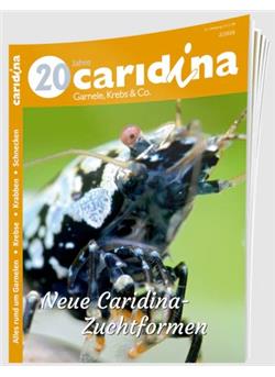Caridina Cover