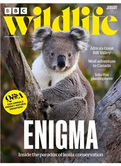 BBC Wildlife E-Paper Cover