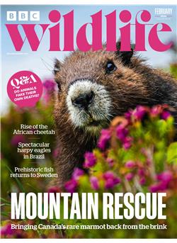 BBC Wildlife E-Paper Cover