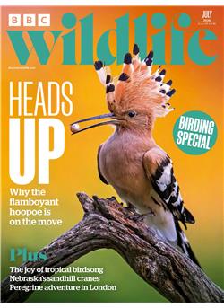 BBC Wildlife Cover