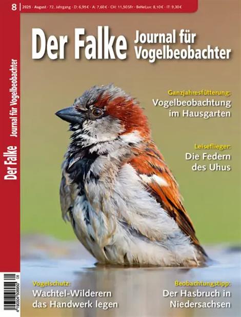 Falke-Abo
