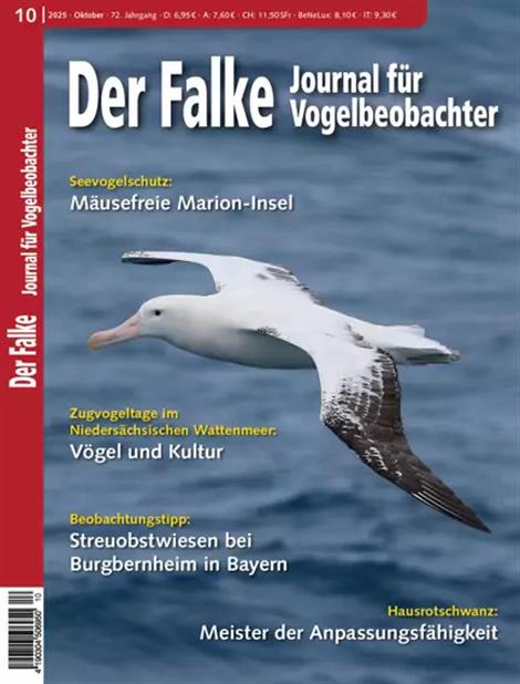 Falke-Abo