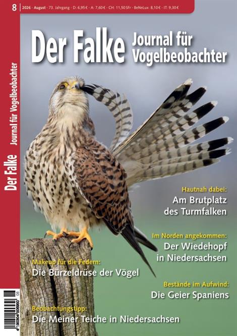 Falke-Abo