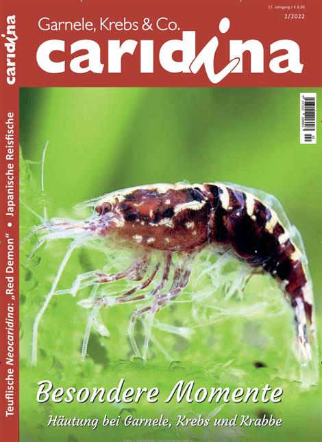 Caridina-Abo