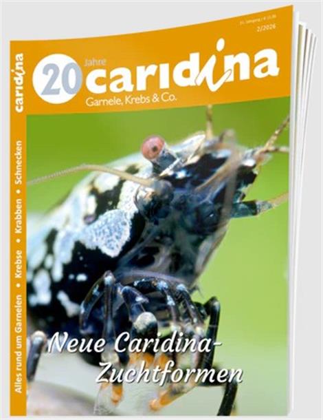 Caridina-Abo