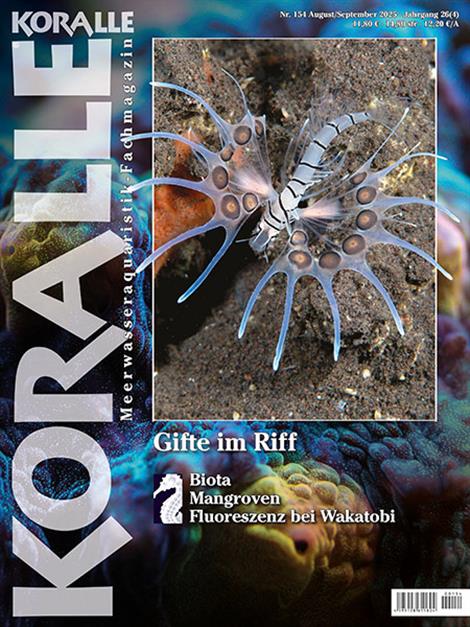 Koralle-Abo