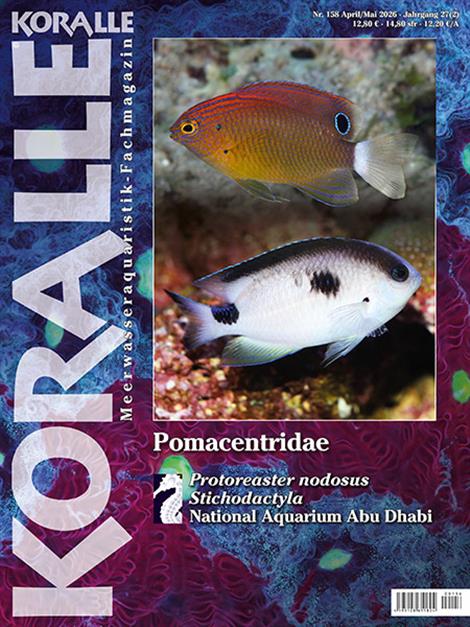 Koralle-Abo