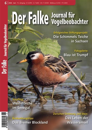 Falke Ausgabe 2026006
