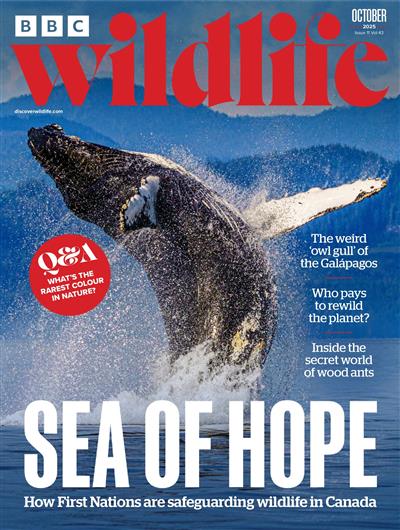 BBC Wildlife Ausgabe 2025010
