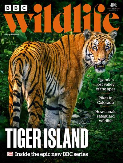 BBC Wildlife Ausgabe 2026006